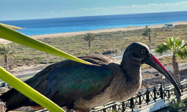 Nikola Odvárková Fuerteventura Villas Resorts IMG 9619